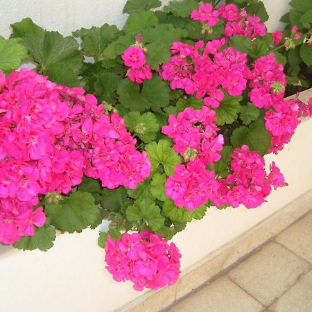 Guesthouse Iva Hvar Town Zewnętrze zdjęcie