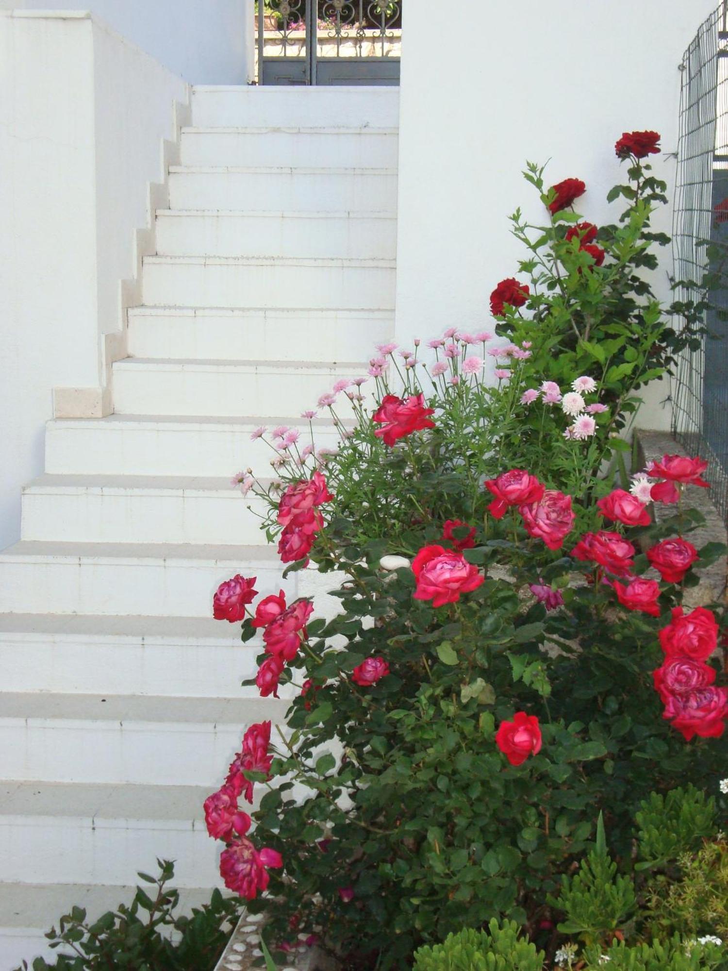 Guesthouse Iva Hvar Town Zewnętrze zdjęcie