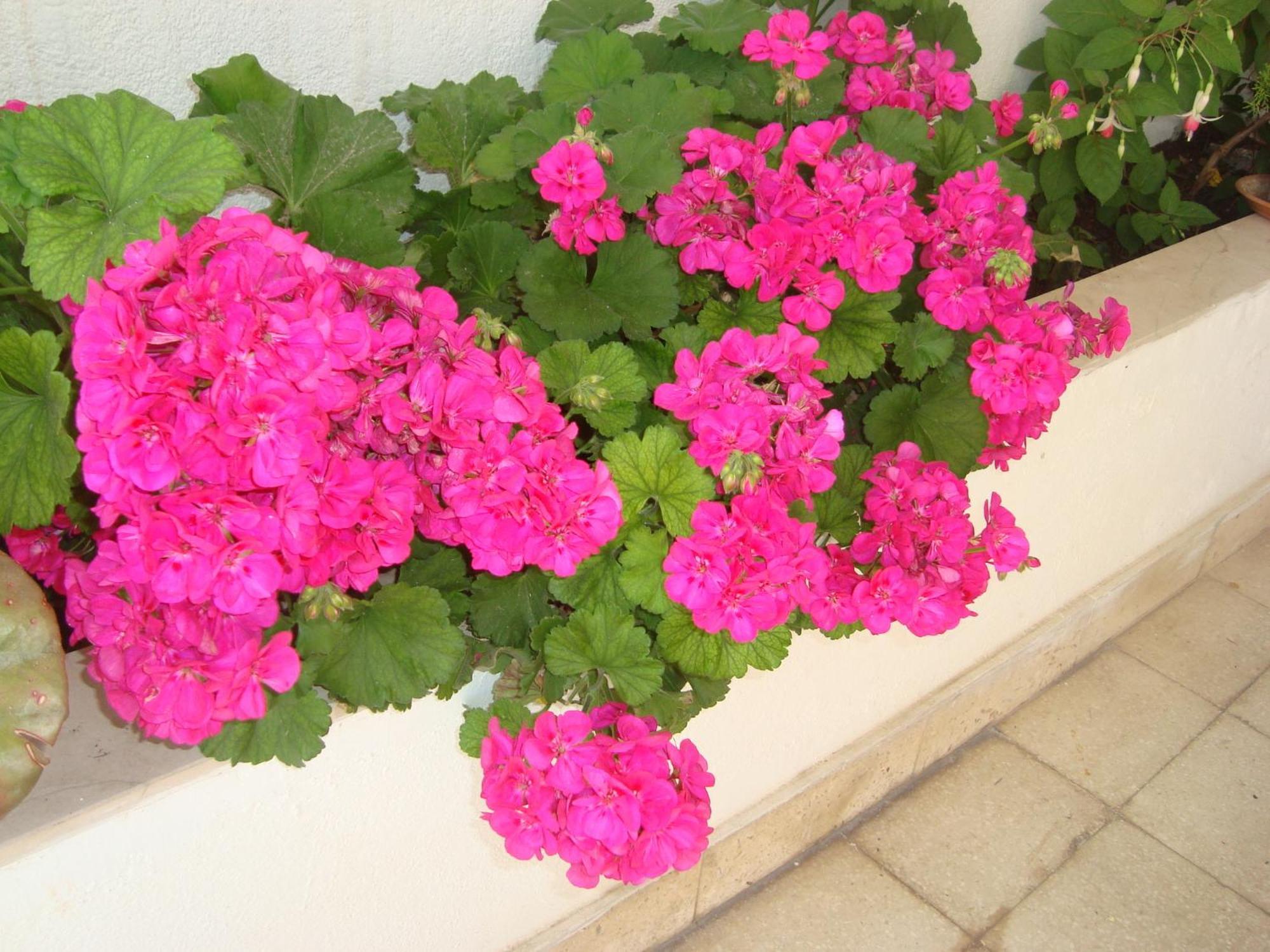 Guesthouse Iva Hvar Town Zewnętrze zdjęcie